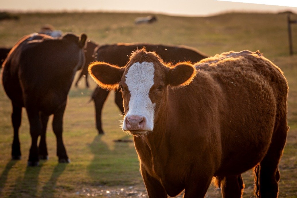 farmers-delivered-four-times-less-milk-than-expected-during-heatwave