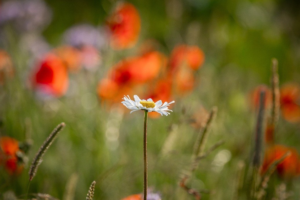 liverpool-hospital-site-gets-biodiversity-revamp