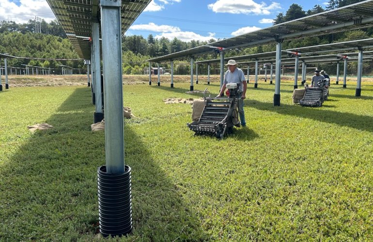 first-cranberries-harvested-from-bogs-with-solar-panels-overhead