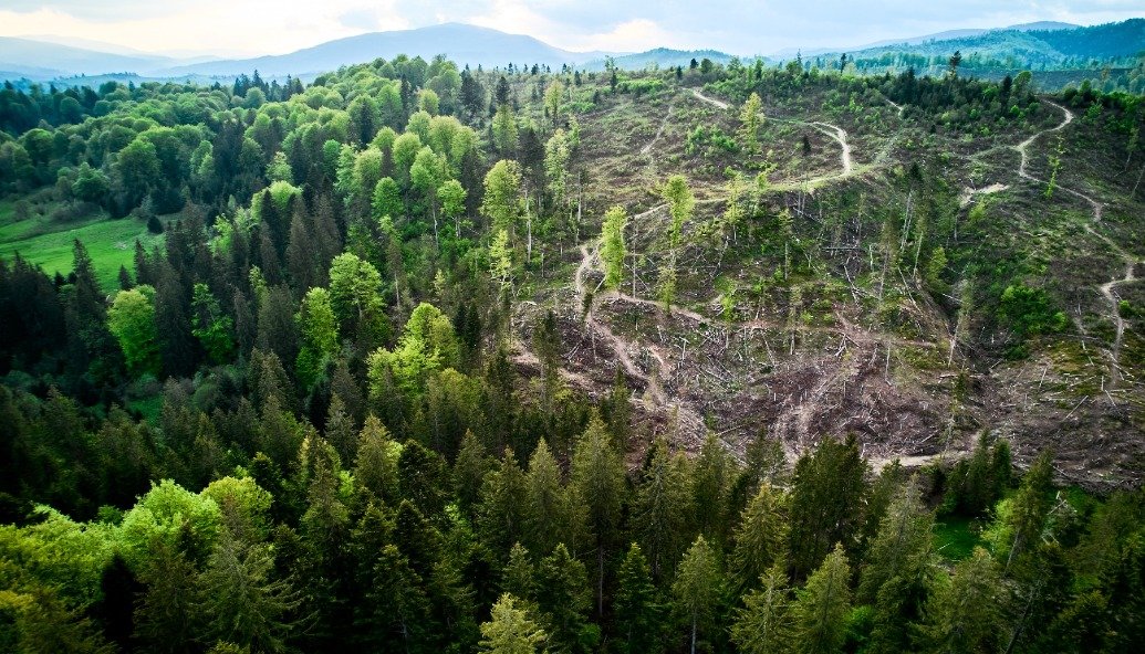 we-could-lose-uk-sized-forest-by-2030-if-deforestation-rate-continues