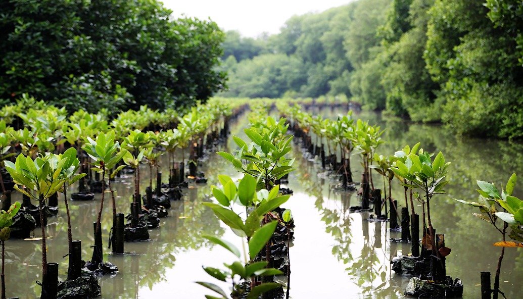 wwf-say-nature-based-climate-solutions-held-back-by-funding-barriers